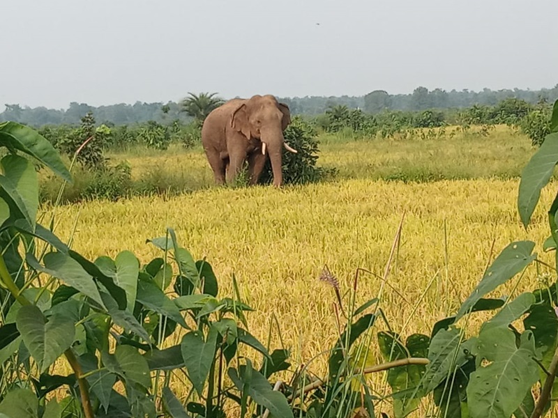Photo of गांव में हाथी