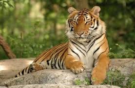 Photo of गिनीज बुक में देश के बाघ
