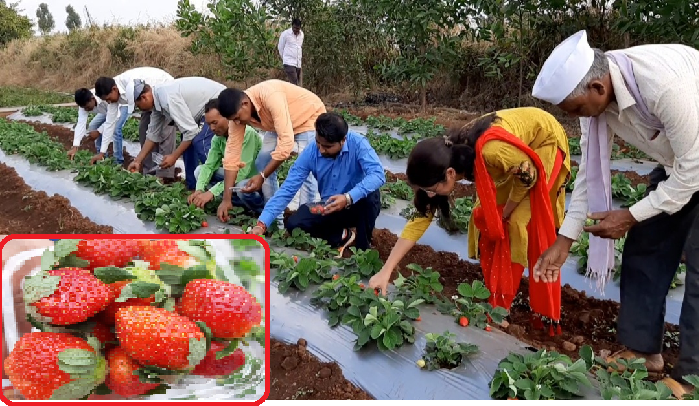 Photo of पालघर में 11 एकर जमीन पर स्ट्रॉबेरी की सफल खेती,किसान हुए गदगद