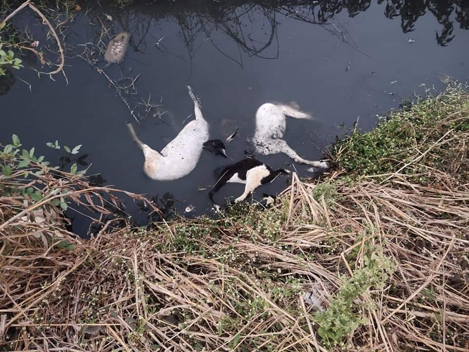 Photo of केमिकल युक्त पानी की चपेट में आने से मरी बकरियों का सेंपल जांच के लिए भेजा II केमिकल युक्त पानी पिने से 19 बकरियों के मरने की आशंका