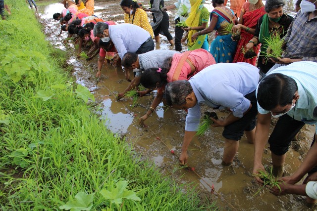 Photo of पालघर के सीईओ समेत जिप के अधिकारियों ने किया धान का रोपण