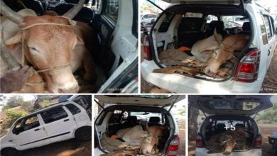 Photo of पालघर – पुलिस ने तीन गाय चोरों को किया गिरफ्तार,उनके पास 2 बैल और 11oo किलो मास  जप्त
